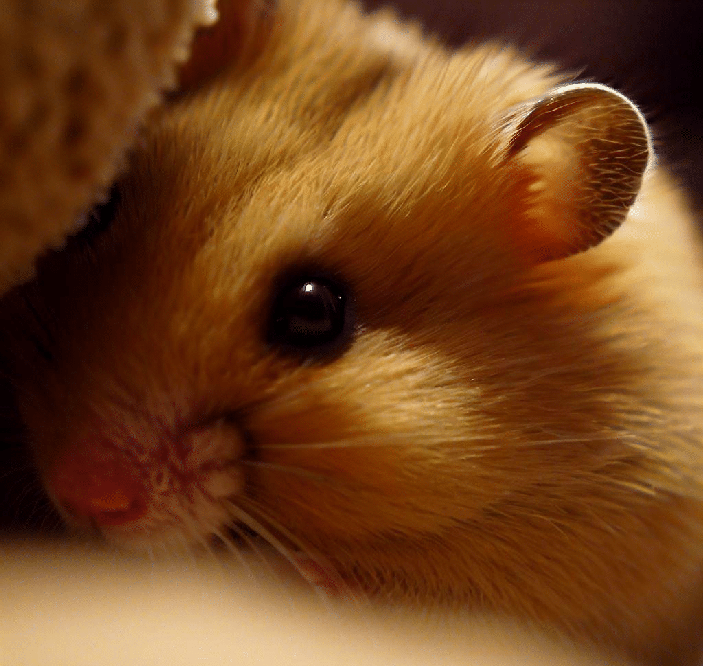 Comment savoir où se trouve mon Hamster ?