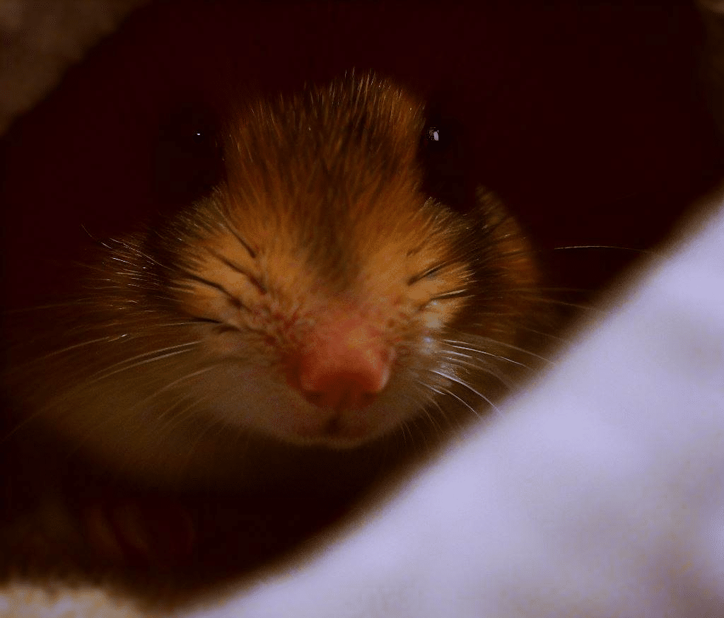 Comment savoir où se trouve mon Hamster ?