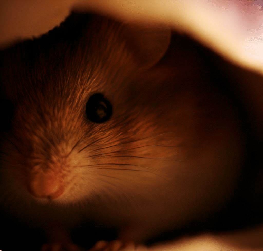 Comment savoir où se trouve mon Hamster ?