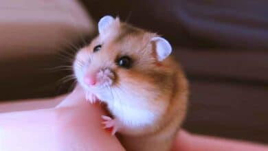 Comment savoir si mon Hamster m’aime bien?