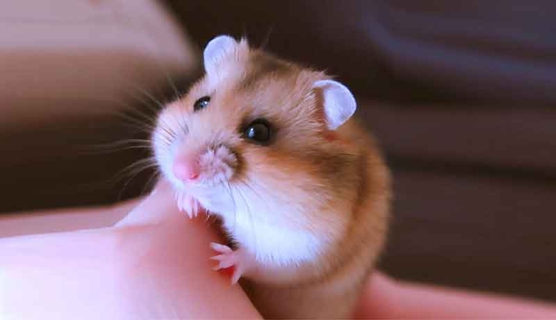 Comment savoir si mon Hamster m’aime bien?