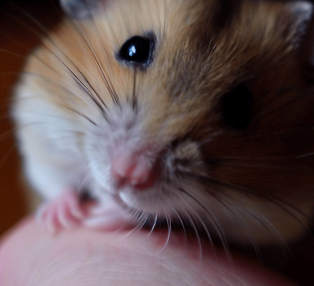 Comment savoir si mon Hamster m’aime bien?