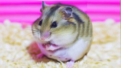 Comment savoir si mon hamster est en grossesse