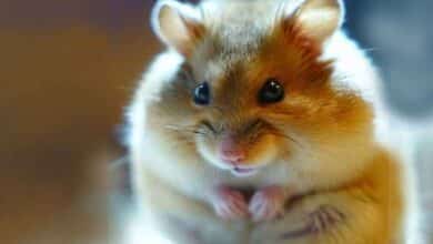Comment savoir si votre Hamster est constipé