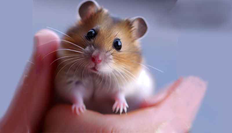 Comment savoir si votre Hamster vous fait confiance