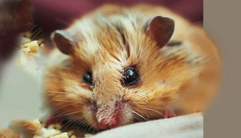 Comment savoir si votre hamster est stressé ?