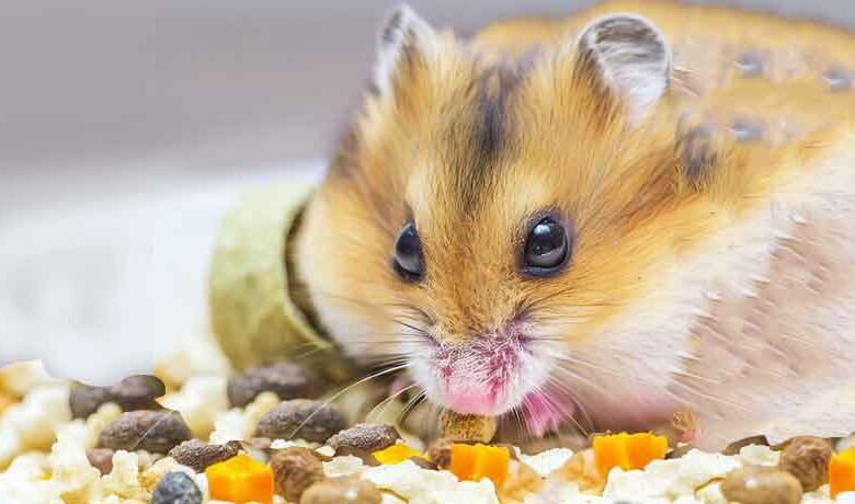 Comment se fait-il que mon Hamster mange sa litière
