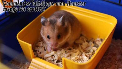 Comment se fait-il que mon Hamster mange ses crottes