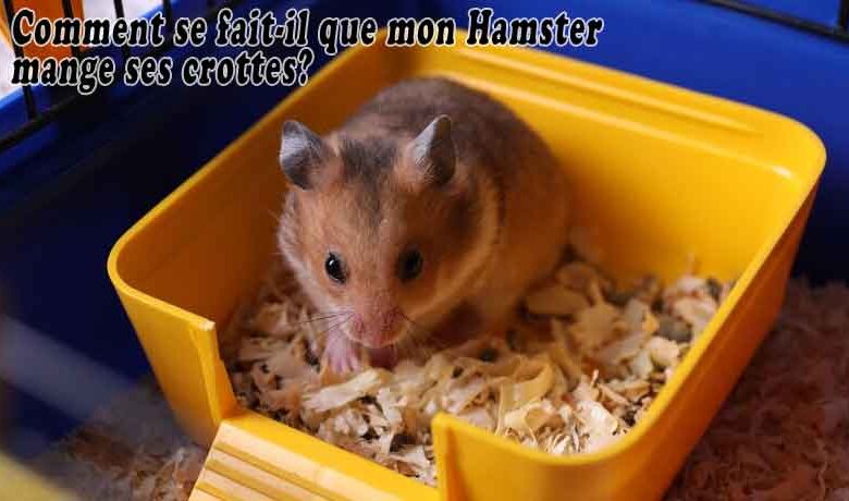 Comment se fait-il que mon Hamster mange ses crottes