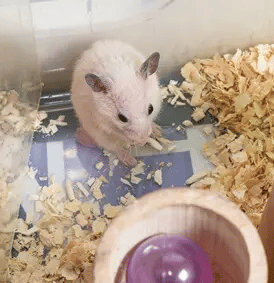 Comment se fait-il que mon Hamster mange ses crottes