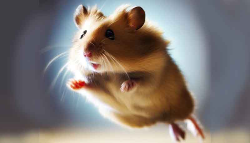 Comment se fait-il que mon Hamster soit si énergique ?