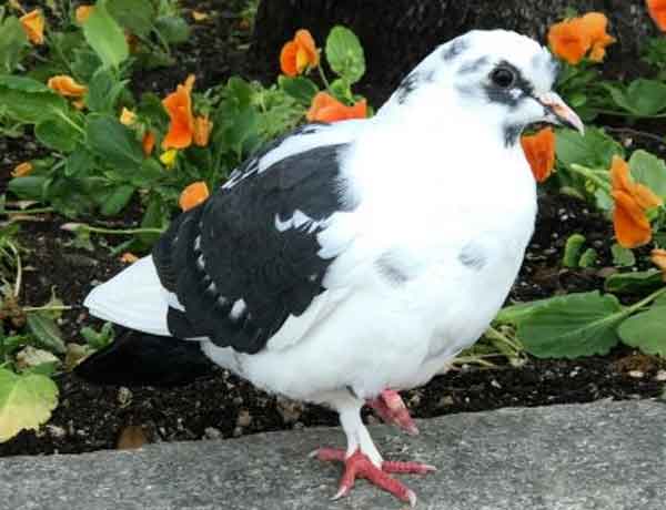 Comment se lier d'amitié avec un pigeon