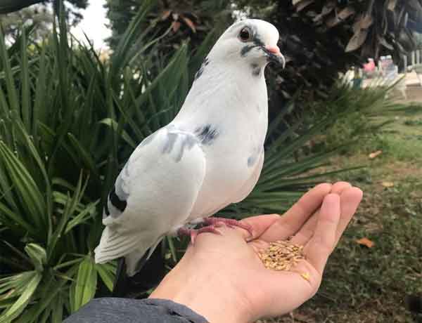 Comment se lier d'amitié avec un pigeon- Jesse