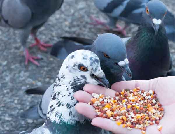 Comment se lier d'amitié avec un pigeon- COMMENT AMENER UN PIGEON A VOUS FAIRE CONFIANCE