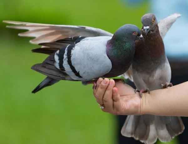 Comment se lier d'amitié avec un pigeon- COMMENT AMENER UN PIGEON A VOUS FAIRE CONFIANCE