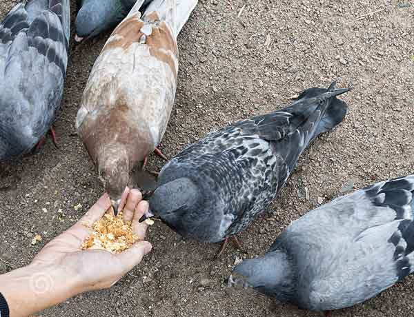 Comment se lier d'amitié avec un pigeon- COMMENT AMENER UN PIGEON A VOUS FAIRE CONFIANCE