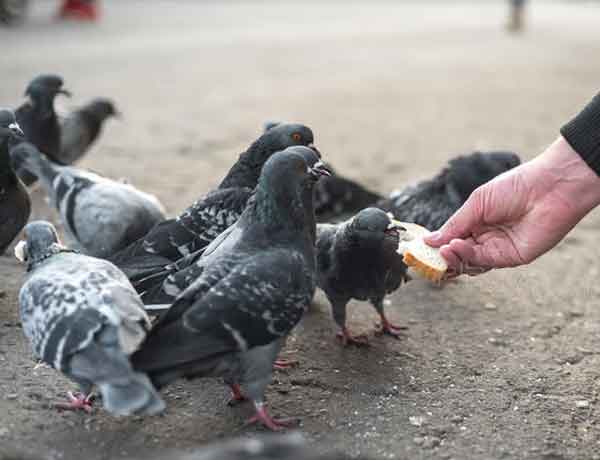 Comment se lier d'amitié avec un pigeon- COMMENT AMENER UN PIGEON A VOUS FAIRE CONFIANCE