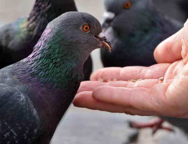 Comment se lier d'amitié avec un pigeon- COMMENT AMENER UN PIGEON A VOUS FAIRE CONFIANCE