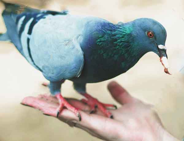 Comment se lier d'amitié avec un pigeon- COMMENT AMENER UN PIGEON A VOUS FAIRE CONFIANCE