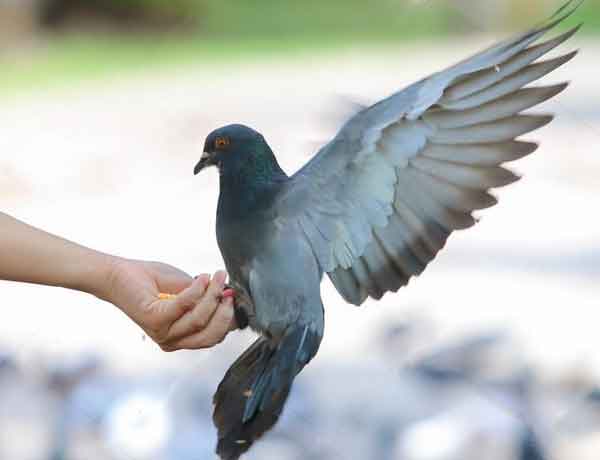 Comment se lier d'amitié avec un pigeon- COMMENT AMENER UN PIGEON A VOUS FAIRE CONFIANCE