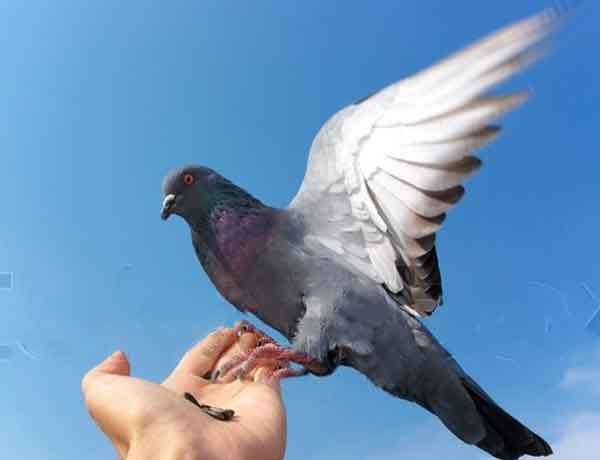 Comment se lier d'amitié avec un pigeon- COMMENT AMENER UN PIGEON A VOUS FAIRE CONFIANCE