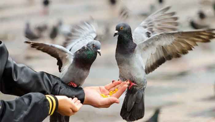 Comment se lier d'amitié avec un pigeon- COMMENT AMENER UN PIGEON A VOUS FAIRE CONFIANCE