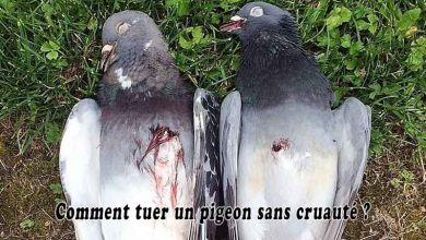 Comment tuer un pigeon sans cruauté