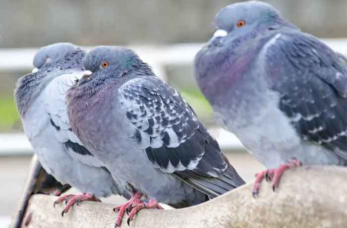 tuer un pigeon sans cruauté - Empêchez les pigeons de se percher et de nicher