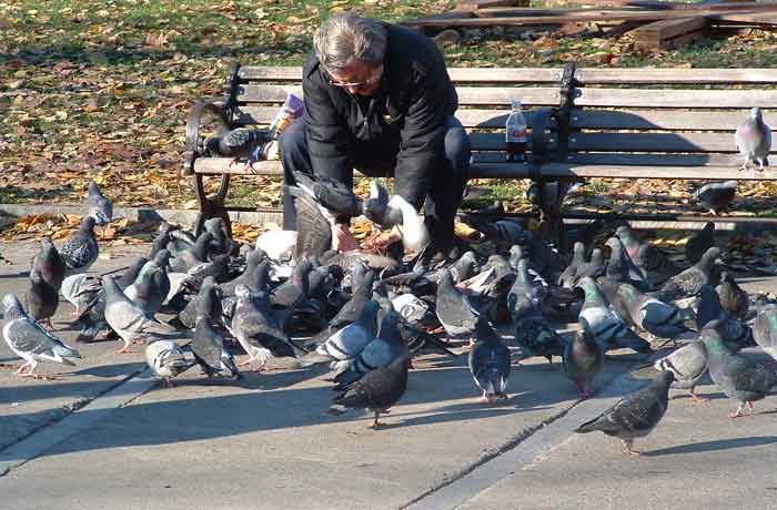 Tuer un pigeon sans cruauté - nourrir les pigeons