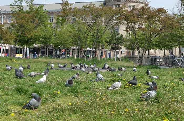 Tuer un pigeon sans cruauté - Sources de nourriture involontaires