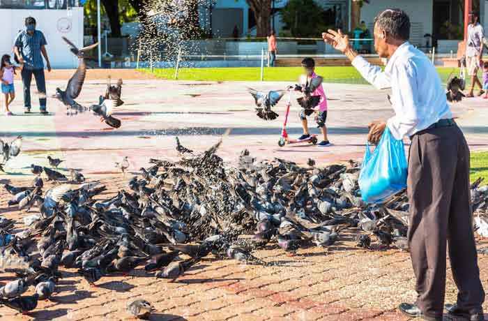 Tuer un pigeon sans cruauté - Sources de nourriture pigeons