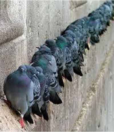 Tuer un pigeon sans cruauté - gel de polybutylène