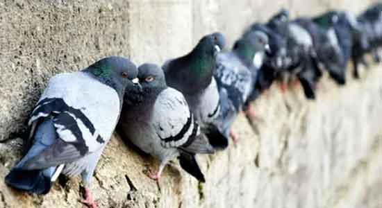 Tuer un pigeon sans cruauté - gel de polybutylène