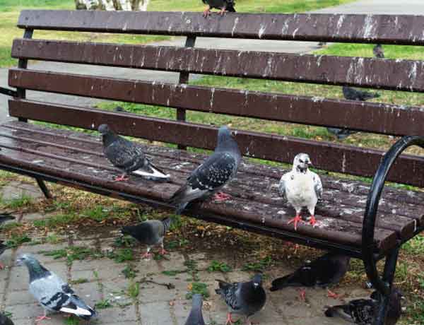 Tuer un pigeon sans cruauté - fientes de pigeons et la santé publique