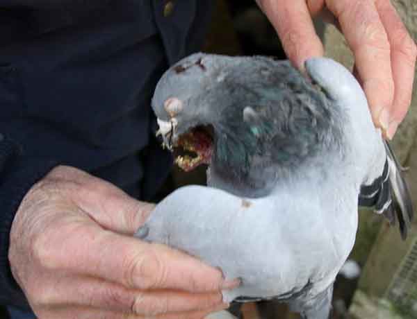 Tuer un pigeon sans cruauté - tuer les pigeons ne fonctionne pas
