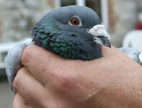 Tuer un pigeon sans cruauté - tuer les pigeons ne fonctionne pas