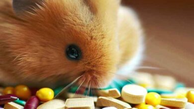 De quelles vitamines les Hamsters ont-ils besoin