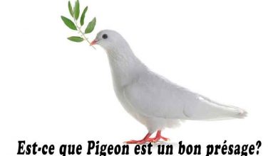 Est-ce que Pigeon est un bon présage