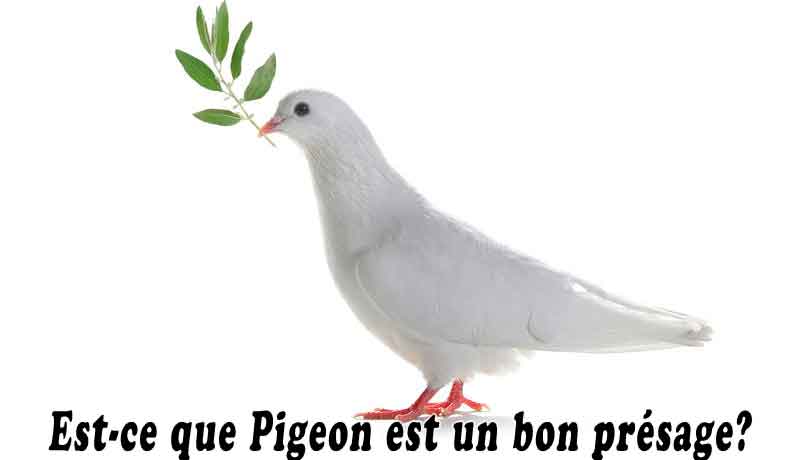 Est-ce que Pigeon est un bon présage