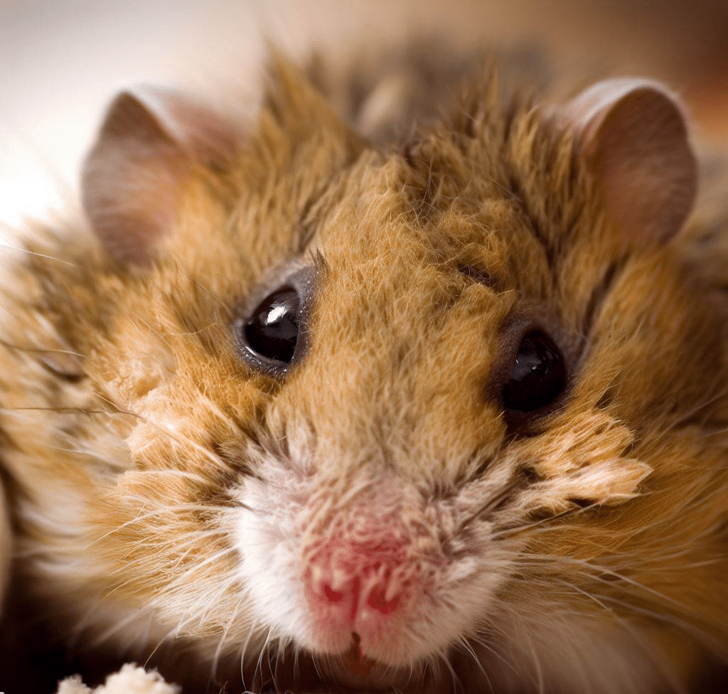 Est-il mauvais que mon Hamster ait la diarrhée