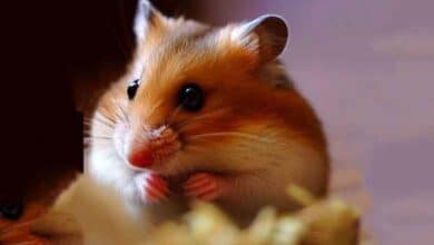 Je ne trouve mon Hamster nulle part