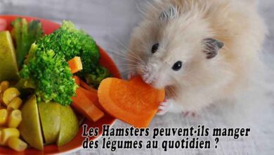 Les Hamsters peuvent-ils manger des légumes au quotidien?