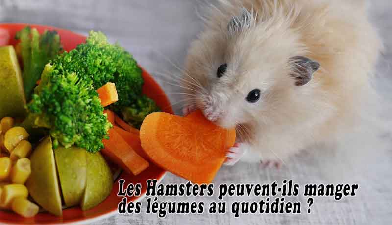 Les Hamsters peuvent-ils manger des légumes au quotidien?