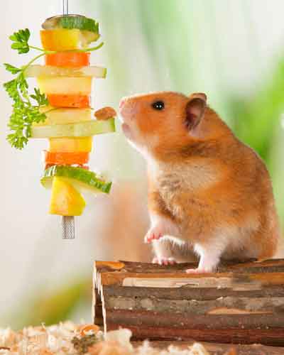 Les Hamsters peuvent-ils manger des légumes au quotidien?