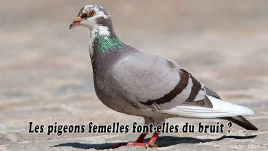 Les pigeons femelles font-elles du bruit