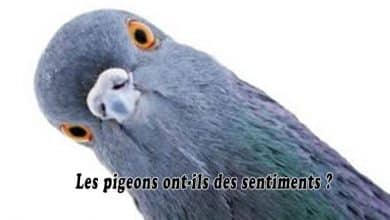 Les pigeons ont-ils des sentiments