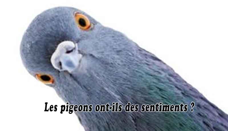 Les pigeons ont-ils des sentiments
