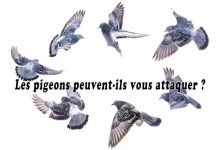 Les pigeons peuvent-ils vous attaquer