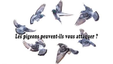 Les pigeons peuvent-ils vous attaquer