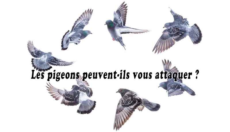 Les pigeons peuvent-ils vous attaquer